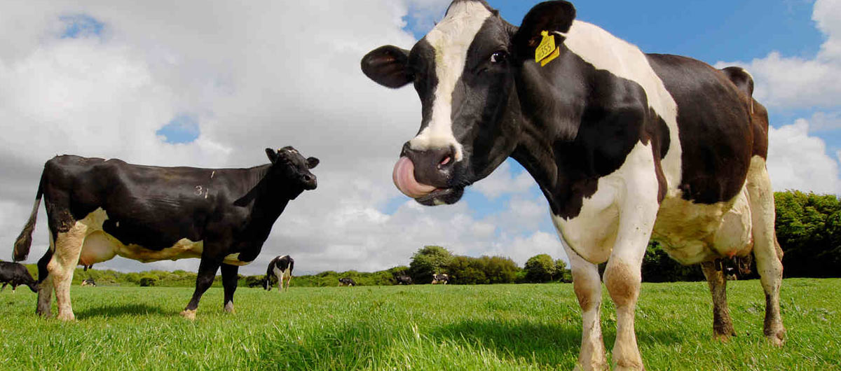 Ty Tanglwyst Farm, Pyle, Bridgend – dairy products